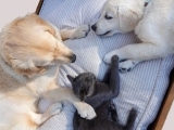 Dog & Cat First Aid