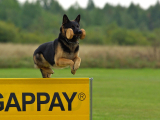 Original source: https://s3.amazonaws.com/coursestorm/live/media/f5d2ca0122e111f091f30affcdc5a8db AKC Competitive Obedience - Open Handler Skill Building (MAM) - Members Only