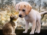 Learn How To Talk To Animals: Beginner's Level (Online)