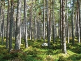 Private Woodlot Forest Stewardship