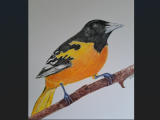 Feathered Friends: Birders Drawing & Watercolor Workshop for ages 9 - 14(North Classroom)