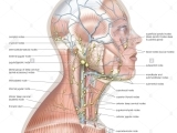 Advanced Lymphatic for Head, Neck & Brain(C113)