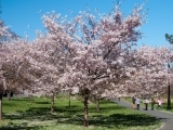 Lilly's Bus Tours - Washington DC Cherry Blossom Festival (Quad occupancy)