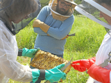Overwintering Honey Bees