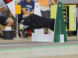 Original source: https://s3.amazonaws.com/coursestorm/live/media/bc9151f9122c11f091f30affcdc5a8db 256-730 - FLYBALL -  ALL LEVELS