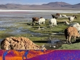Bolivian Salt Flats and Chile’s Atacama Desert