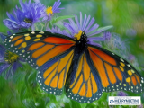 Paint Night: The Monarch Butterfly