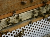 Intro to Bee Keeping