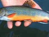 Brook Trout Paint Night