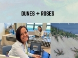 Dunes & Roses