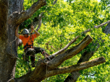 Utility Line Clearance Arboriculture Training