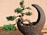 Art Of Bonsai: Inspirations For Garden Design (Online)