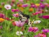 Pollinator Gardening Part I: Pollinator Gardening 101
