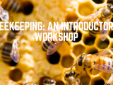 Beekeeping: An Introductory Workshop