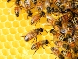 First Year Beekeeping-Washington County