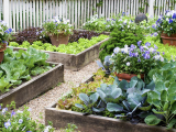 Intro to Raised Bed Gardening