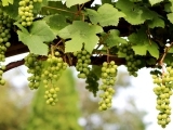 Beyond the Grape: A Survey of Maine Wine