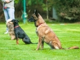 Dog Obedience, Basic Manners