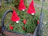 Giant Holiday Gnomes Fall 2023