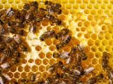 Original source: https://s3.amazonaws.com/coursestorm/live/media/d64ef3ac060911eeb40412344351dfa5 Beekeeping