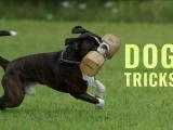 Dog Tricks, Treats, Games, and Play