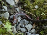 Salamander Monitoring 