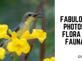 Fabulous Photos: Flora & Fauna