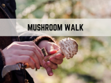 Mushroom Walk: Session I