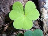 Original source: https://live.staticflickr.com/2909/14477174294_7a8be50752_h.jpg St. Patrick's Day Sleepover Themed Mini Teddy Bear Crafting + Mini Sleeping Bag Hand Sewing Class