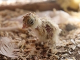 Raising Chickens For Beginners (Online)