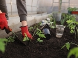 Vegetable Gardening in the Pacific NW 1: Getting Started via Zoom