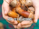How to Eat Acorns