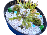 Carnivorous Creations with Steph Sprout's