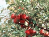 Fruit Tree Cultivation Part 1
