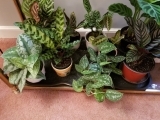 Start Your Own Indoor Green Plant Garden W23