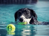 Salty Dogs: Canine Conditioning and Fitness