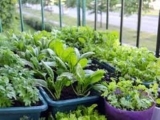 Gardening in Containers - AFS222