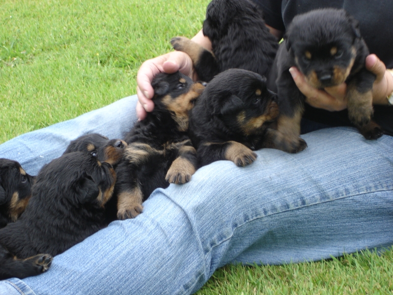 Original source: https://upload.wikimedia.org/wikipedia/commons/5/50/Rottweiler_puppies_at_3_weeks_old.jpg
