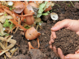 Composting & Food Waste - Live Online