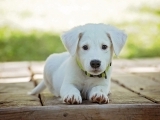 All About Bringing Home a new dog/puppy (considerations before purchasing/adopting)