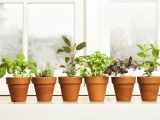 Culinary Herbs 101:  How to Grow, Dry & Use Kitchen Herbs