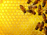 Beekeeping-Is it for Me? Feb