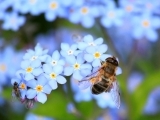 Acorns: Pollinator People 6/19-6/23