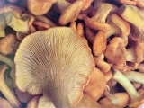 Edible Wild Mushrooms 101 (Fri)