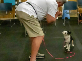 Original source: https://s3.amazonaws.com/coursestorm/live/media/d2f17a70779111f0a70c124bd5b32d05 256-010 - PUPPY START 5-12 MONTHS
