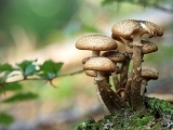 Mushroom Foraging For Beginners ( Online )