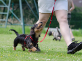 Original source: https://s3.amazonaws.com/coursestorm/live/media/d3f14c18779111f0a70c124bd5b32d05 256-210 OBEDIENCE BEGINNER NOVICE / NOVICE 1
