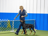 Original source: https://s3.amazonaws.com/coursestorm/live/media/5dd404697ebc11f0a70c124bd5b32d05 256-211 OBEDIENCE NOVICE 1