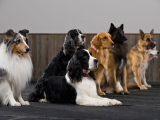 Original source: https://s3.amazonaws.com/coursestorm/live/media/d44e6514779111f0a70c124bd5b32d05 256-220 OBEDIENCE NOVICE 3
