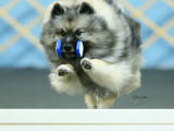 Original source: https://s3.amazonaws.com/coursestorm/live/media/d474faa0779111f0a70c124bd5b32d05 256-230 OBEDIENCE NOVICE/OPEN PRACTICE